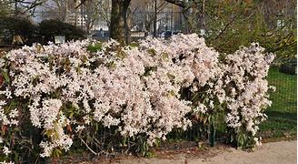 Image result for Clematis armandii Apple Blossom