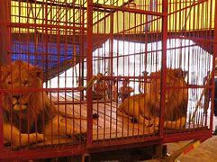 Image result for Lahore Zoo Lion Cage
