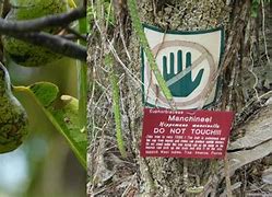Image result for Manchineel Tree Poison Symptoms