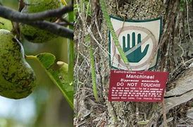 Image result for Poisonous Tree Caribbean