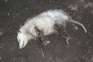 Image result for Dead Possum