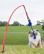 Image result for Hanging Dog Balls