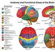 Image result for Whole Brain Diagram