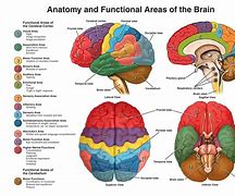 Image result for Free Pictures of Human Brain