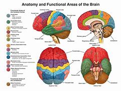 Image result for Human Brain Regions
