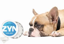 Image result for Zyn Pouch Dog Chew Toy