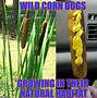 Image result for Corn Meme