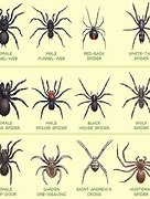 Image result for Spider Identification Southern California