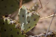 Image result for Heart Cactus
