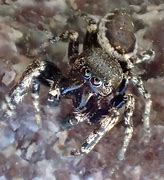 Image result for Black and White Jumping Spider