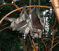 Image result for Fruit Bat Habitat
