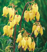 Image result for Dicentra Sulphur Hearts