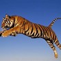 Image result for Tiger Desktop