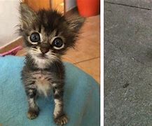 Image result for Goofy Small Cat