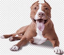 Image result for Pit Bull Brown and White