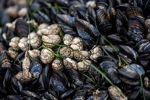 Image result for Mussel Animal