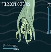 Image result for Vintage Octopus Silhouette