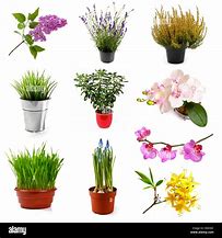 Image result for Diferentes Tipos De Flores