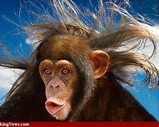 Image result for Wind Monkey Hair Funny