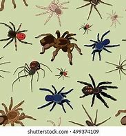 Image result for Spider Silhouette Vector