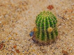 Image result for Small Desert Cactus