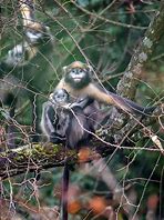 Image result for Guizhou Snub-Nosed Monkey