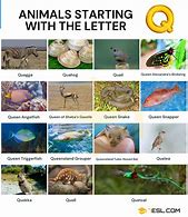 Image result for Animals That Start with Letter Q