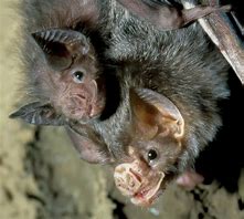 Image result for Animals Vampire Bat Cave