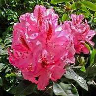 Image result for Rhododendron Marie Forte
