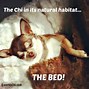 Image result for Chihuahua Smiling Dog Meme