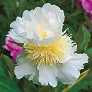 Image result for Paeonia lactiflora Top Brass