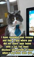 Image result for Cat Resume Meme