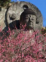 Image result for 鋸山 桜