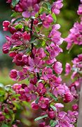 Image result for Malus La Feuillerie