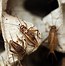 Image result for Cricket Insect