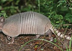 Image result for Armadillo Side View