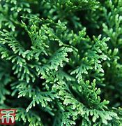 Image result for Thuja plicata Can-Can