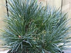 Pinus strobus Sea Urchin に対する画像結果