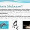 Image result for Animal Echolocation