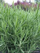 Image result for Lavandula angustifolia Hidcote VEG.