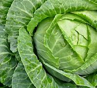 Image result for "cabbage-maggot"