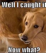 Image result for Meme Golden Retriever Puppy When You Follow the Tutoral
