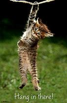 Image result for Hang in There Cat Cute