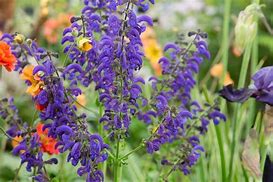 Image result for Salvia pratensis Twilight Serenade