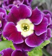 Primula auricula White Ensign に対する画像結果