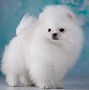 Image result for Maltese Puppies Wallpaper