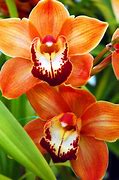 Image result for Orchid Plants for Sale