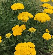 Résultat d’images pour Achillea filipendulina Helios