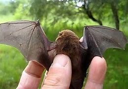 Image result for Smallest Bat Species