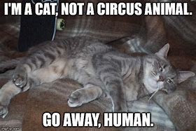 Image result for Cat Circus Meme